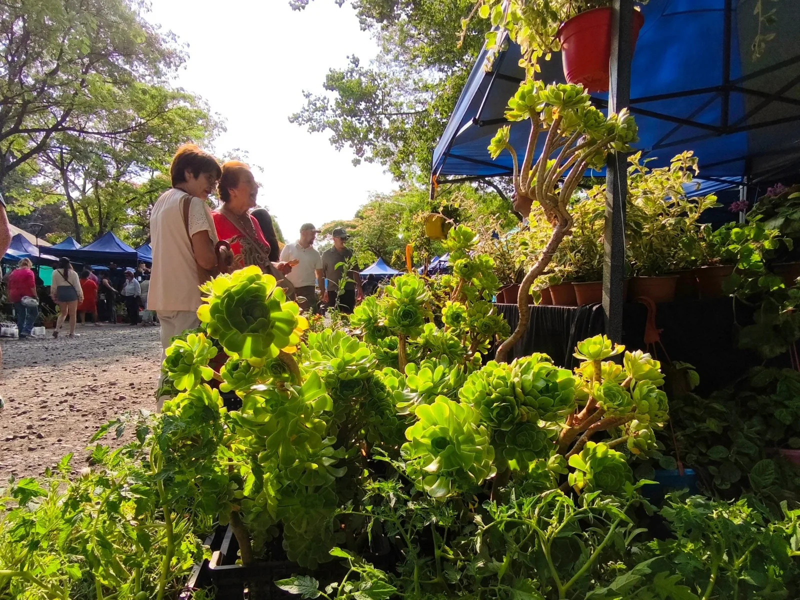 Ni la lluvia los detuvo: masiva asistencia corona el éxito de la tercera versión de Expoflores Verano en Temuco