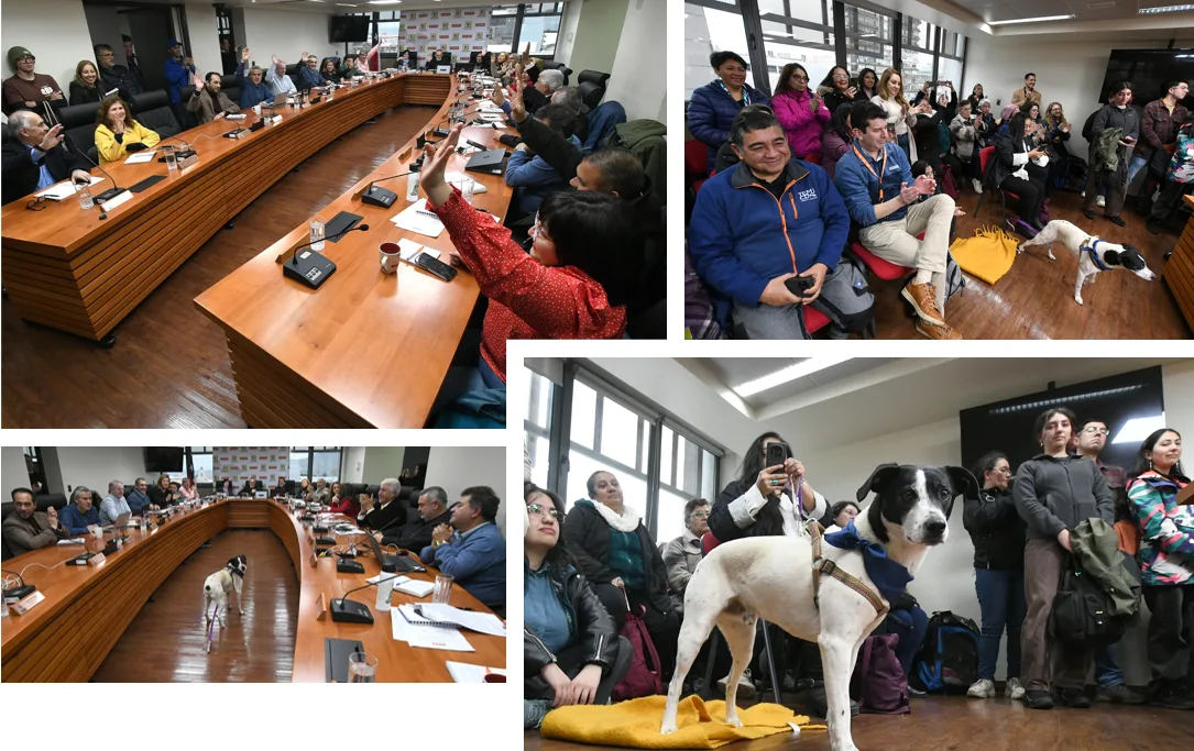 Gobierno Regional aprueba proyecto para Temuco por más de $850 millones para el control de la sobrepoblación de mascotas