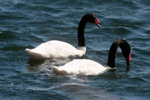 DENUNCIAN MATANZA DE CISNES DE CUELLO NEGRO EN TOLTÉN