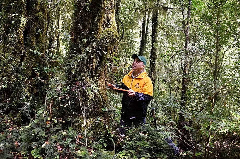 Académico U. Mayor desarrolla investigación pionera en Reserva Nacional Malleco