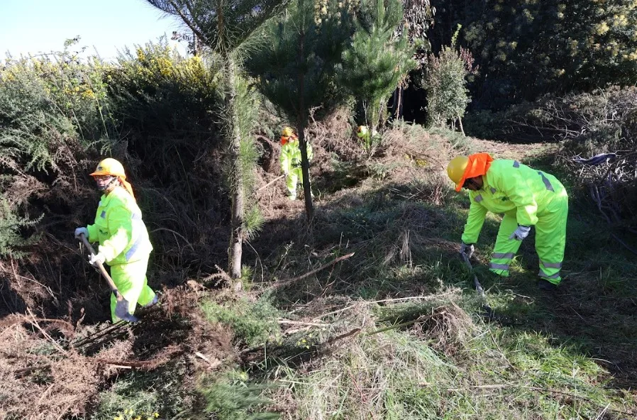 CONAF impulsa empleo y prevención de incendios forestales mediante el Programa de Emergencia de Empleo en La Araucanía