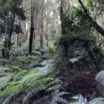 Monumento Natural Contulmo celebra 85 años resguardando biodiversidad en La Araucanía
