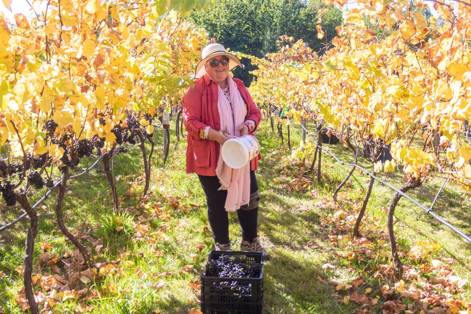 Fiesta de la Vendimia 2026 celebró tradición, vino y orgullo local en Nohualhue