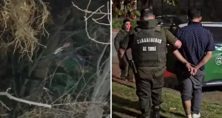 Hombre es detenido tras ocultarse en un árbol de 20 metros en Collipulli: un estornudo lo delató