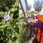 Inédito rescate busca salvar especie en peligro crítico en La Araucanía