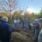 Perquenco impulsa el cultivo del futuro: realizan primer taller de cosecha de castaño para mejorar sanidad y productividad en La Araucanía