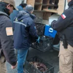 Fiscalización municipal en Temuco decomisa más de 74 kilos de especies marinas protegidas