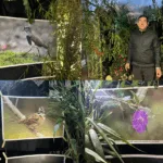 “Bosque Anidado”: exposición inmersiva transforma el Museo Regional en un bosque nativo de La Araucanía