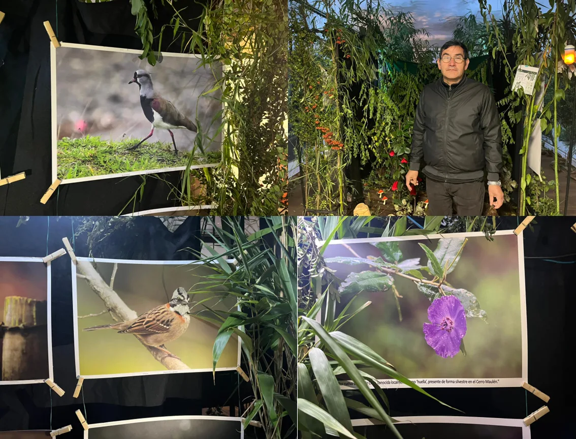 “Bosque Anidado”: exposición inmersiva transforma el Museo Regional en un bosque nativo de La Araucanía