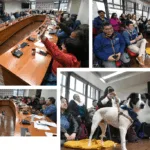 Gobierno Regional aprueba proyecto para Temuco por más de $850 millones para el control de la sobrepoblación de mascotas