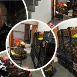 Temuco intensifica operativos contra el comercio ilegal: decomisan más de media tonelada de alimentos en el centro