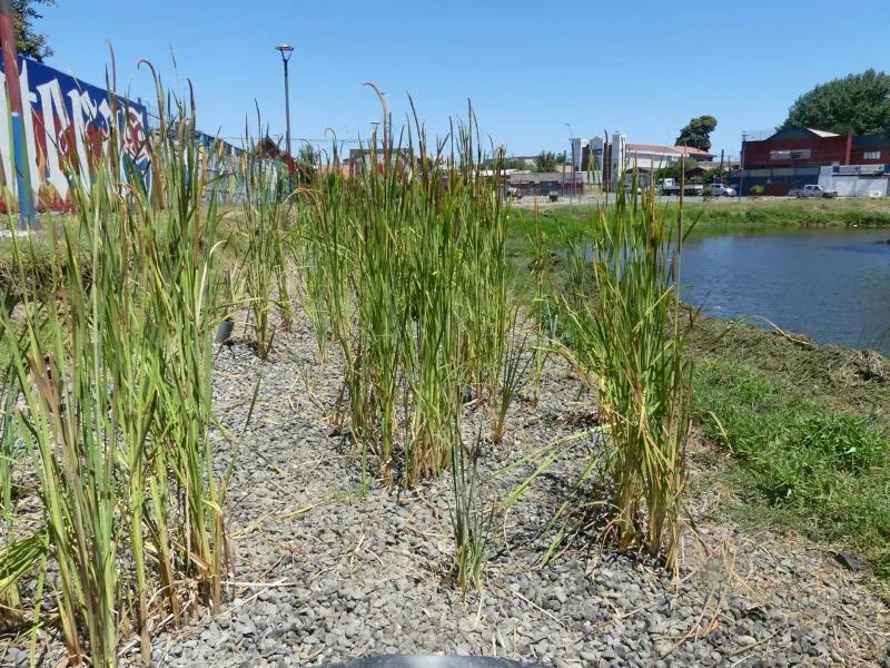 Los humedales construidos emergen como alternativa para enfrentar la crisis climática y restaurar ecosistemas