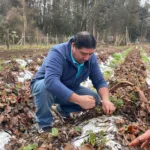 Regionalistas Verdes piden declarar emergencia agrícola en toda La Araucanía por efectos del temporal