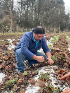 Regionalistas Verdes piden declarar emergencia agrícola en toda La Araucanía por efectos del temporal