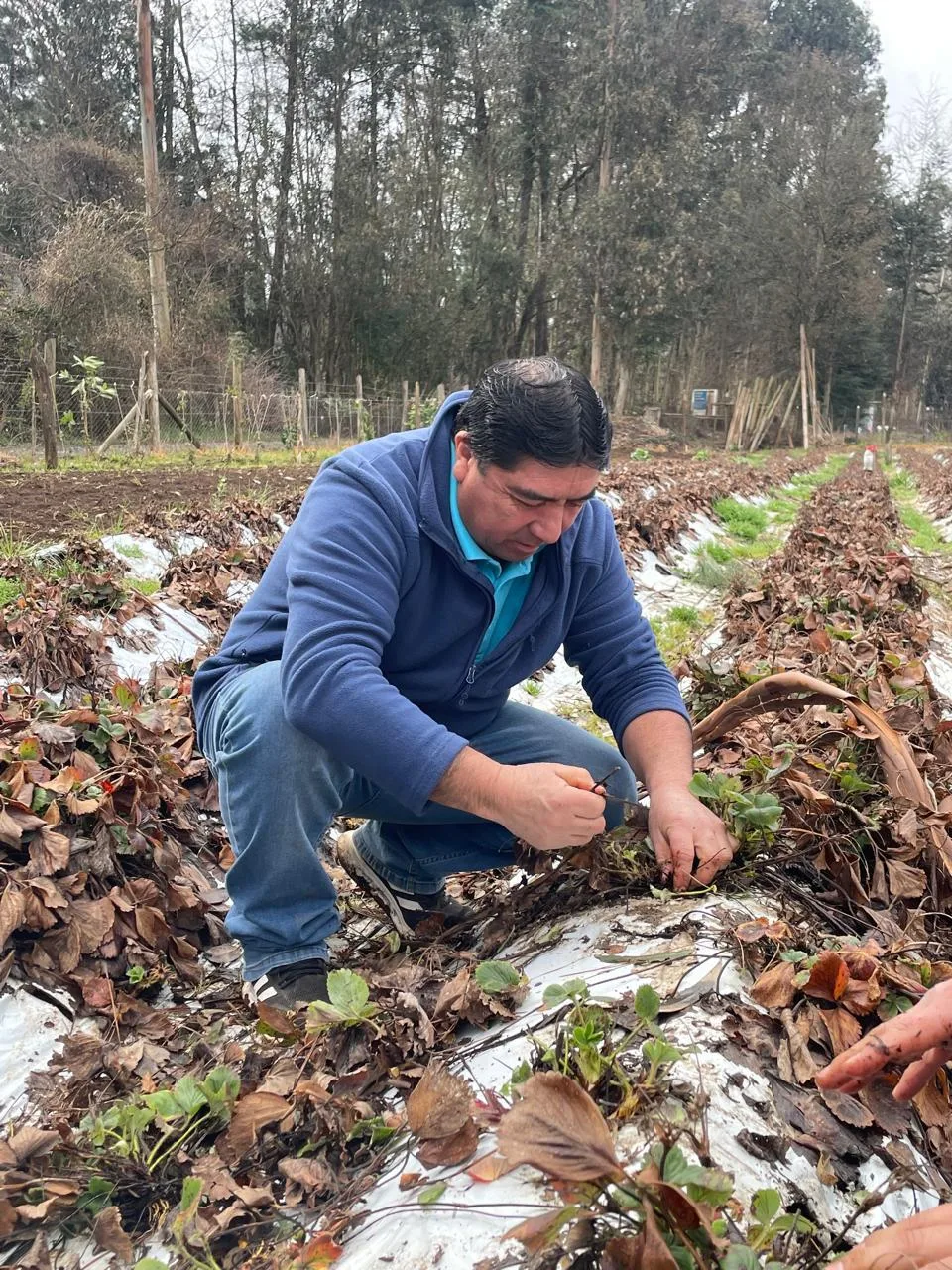 Regionalistas Verdes piden declarar emergencia agrícola en toda La Araucanía por efectos del temporal