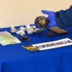 Detienen a mujer por presunto microtráfico de drogas en plena Plaza Teodoro Schmidt de Temuco