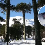 Denuncian ingreso ilegal de motos de nieve a Reserva Nacional Malalcahuello: ofrecían tours turísticos