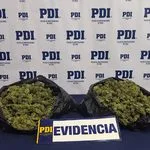PDI incauta más de un kilo de cannabis en Traiguén: sujeto habría regresado para intentar recuperar la droga