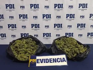 PDI incauta más de un kilo de cannabis en Traiguén: sujeto habría regresado para intentar recuperar la droga