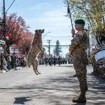 Perrito se roba las miradas durante la Parada Militar de Victoria