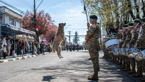 Perrito se roba las miradas durante la Parada Militar de Victoria