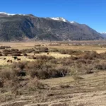 Agricultor denuncia fumigación con pesticidas en aeródromo de Lonquimay