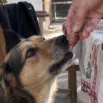 Fiestas Patrias: los alimentos que pueden poner en riesgo a los perros