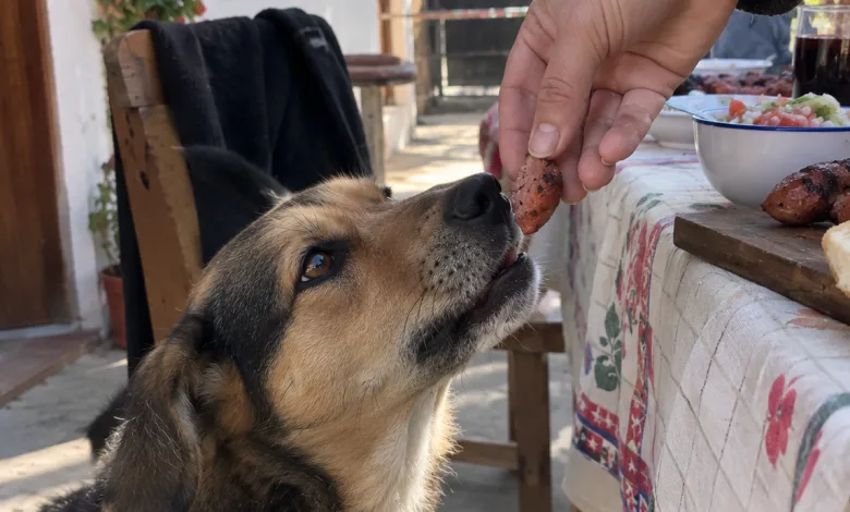 Fiestas Patrias: los alimentos que pueden poner en riesgo a los perros