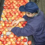Comienzan en La Araucanía las postulaciones al Subsidio Unificado al Empleo