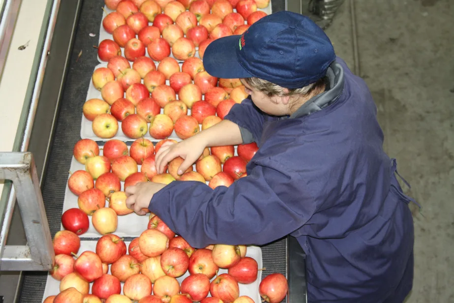 Comienzan en La Araucanía las postulaciones al Subsidio Unificado al Empleo