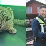 Rescatan a una güiña atropellada en Pitrufquén: el ejemplar se encuentra en recuperación