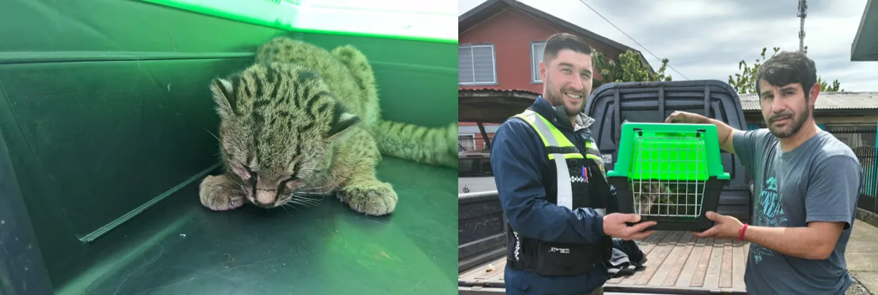 Rescatan a una güiña atropellada en Pitrufquén: el ejemplar se encuentra en recuperación