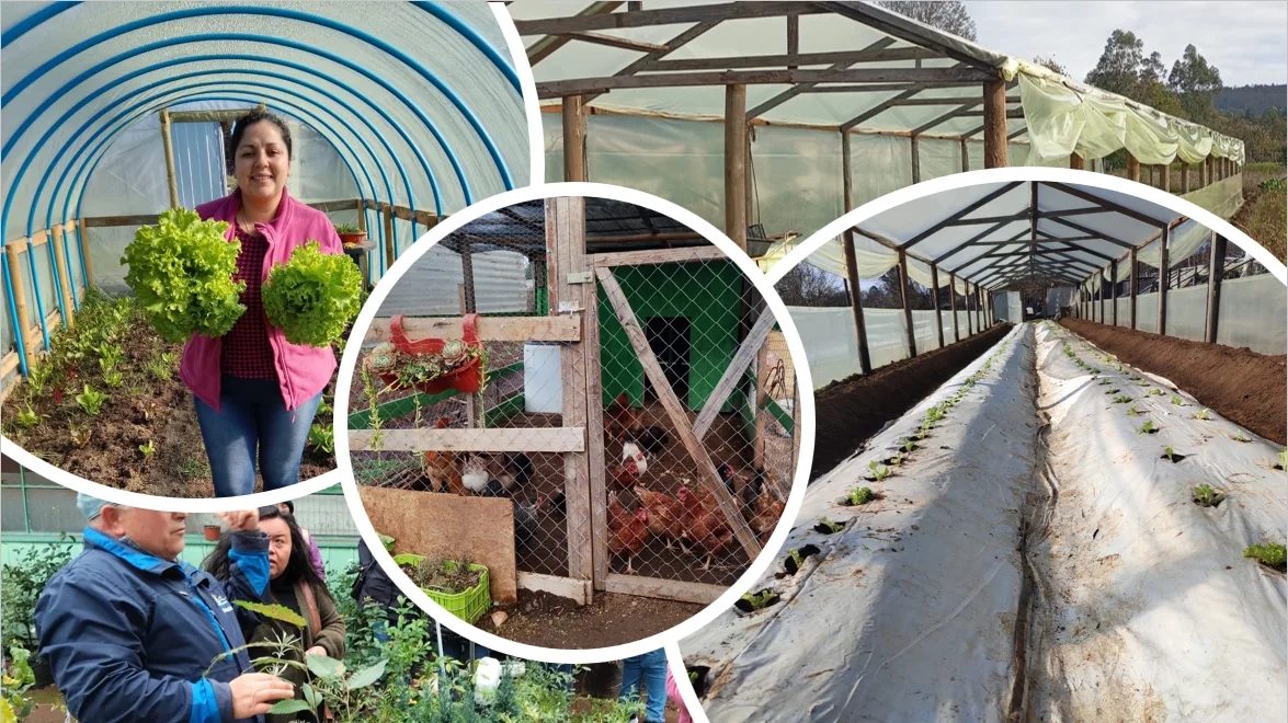 FOSIS fortalece la seguridad alimentaria de familias de La Araucanía con programas de apoyo