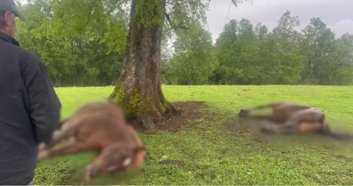 Rayo mata a yegua preñada y a un potrillo en Cunco durante sistema frontal