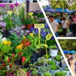 18ª Expo Flores: La tradicional y pionera fiesta verde de Temuco vuelve con más de 95 stands y entrada liberada