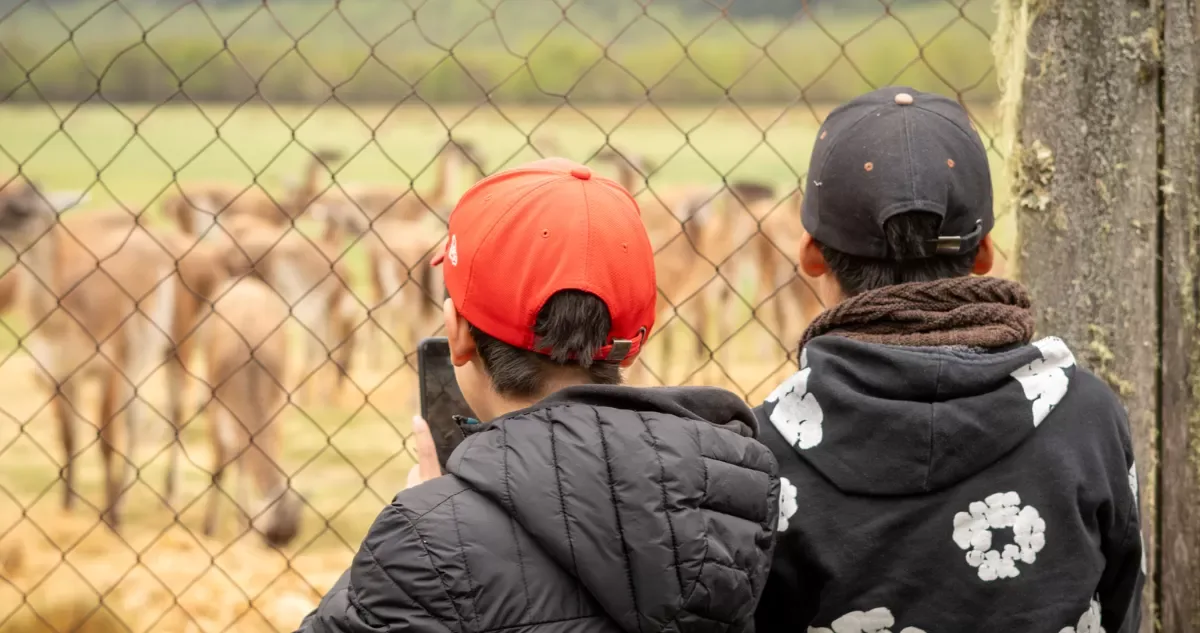 Parte cuenta regresiva para regreso del guanaco a cordillera de La Araucanía tras 100 años de ausencia